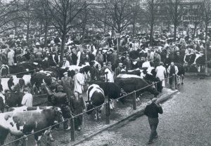 De Zwolse veemarkt vestigt in 1968 een record met 335.000 stuks aangevoerd vee, collectie Dolf Henneke, HCO